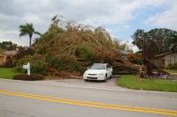 Treeco Jacksonville FL image 18